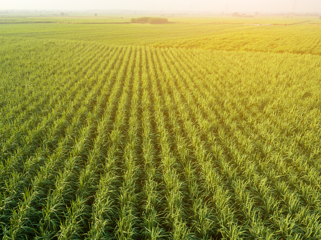 Press Review - Sugarcane Farmers to Receive Hefty Bonuses Amid Industry Reforms