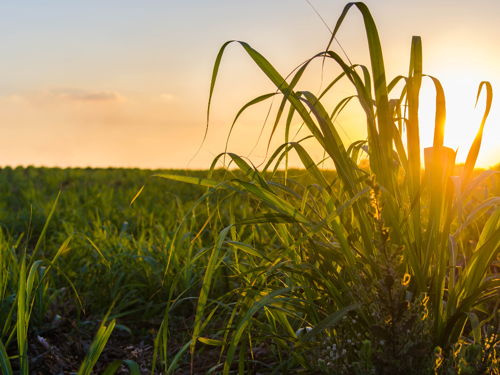Sugarvista - Seeing the Farm. Verifying the Contract. Financing the Farmer. Strengthening the Mill.